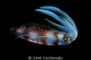 Colors of the night.

a night dive shot.


 by Cenk Ceylanoglu 